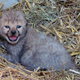 Illustration for article titled ZOMG BABY CHEETAH TRIPLETS AND SNOW LEOPARD TRIPLETS!!!